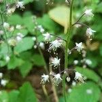 Tiarella trifoliata Blomst
