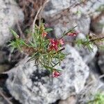 Thliphthisa purpurea Flower