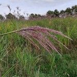 Miscanthus sinensis花