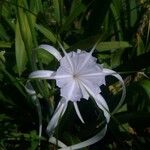 Hymenocallis occidentalis Flor