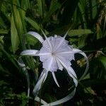 Hymenocallis occidentalis പുഷ്പം