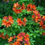 Rhododendron japonicum Habit