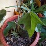 Jatropha integerrima Leaf