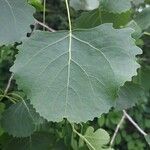 Populus grandidentata Folha