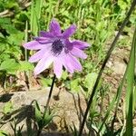 Anemone hortensisFlor