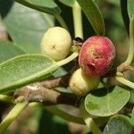 Ficus cordata Fruto