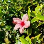 Hibiscus genevii Fiore