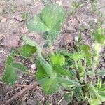 Trifolium incarnatum Ліст