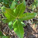 Cloezia artensis Leaf