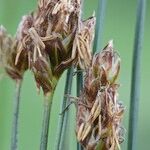 Carex stenophylla Fruto