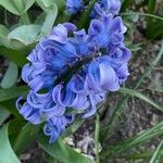 Hyacinthus orientalisFlower