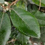 Elaeagnus pungens Folha