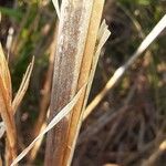 Andropogon bicornis Other