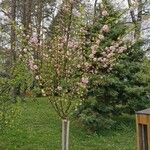 Prunus triloba Floro