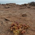 Sesuvium portulacastrum Õis