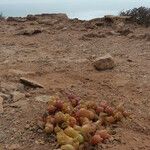 Sesuvium portulacastrum Bloem