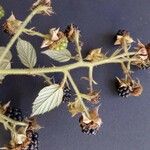 Rubus koehleri फल