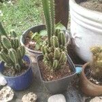 Acanthocereus tetragonus Кора