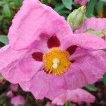 Cistus x purpureus Virág