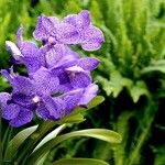 Vanda coerulescens Hábito