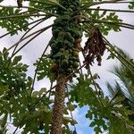 Carica papaya Fruchs