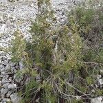 Juniperus phoenicea Hábito