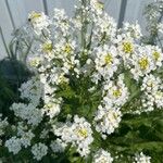 Armoracia rusticana Flower