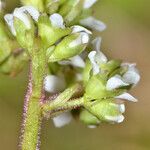 Micranthes integrifolia Flor