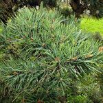 Pinus densiflora Feuille