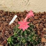 Matucana pujupatii Flor