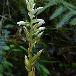 Microchilus plantagineus Flower