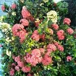 Ixora coccinea برگ