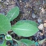 Centaurea uniflora Leaf