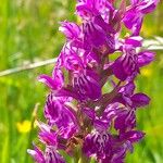 Dactylorhiza majalis Квітка