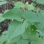 Amphicarpaea bracteata Blatt