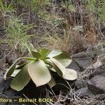 Aeonium nobile Habit