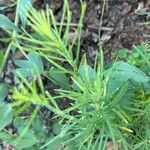 Asclepias verticillata Blatt