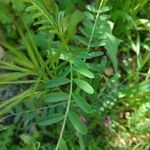 Vicia monantha Leaf