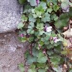 Cymbalaria muralis Агульны выгляд