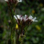 Arabis planisiliqua Flower