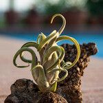 Tillandsia caput-medusaeഇല