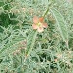 Sphaeralcea angustifolia Flor