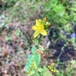Hypericum montanum Blomst