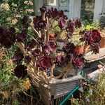 Aeonium arboreum Blad