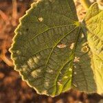 Abutilon pannosum Liść