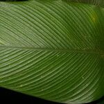 Calathea lasiostachya Leaf