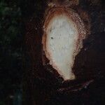 Coelocaryon preussii Corteza