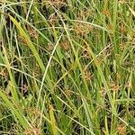 Cyperus longus Hábito
