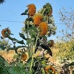 Centaurea macrocephala Kwiat