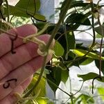 Aristolochia ringens Leaf